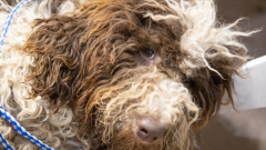 深圳不得开具增值税专用发票的七大类